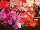 Sweet pea Horizons mix 